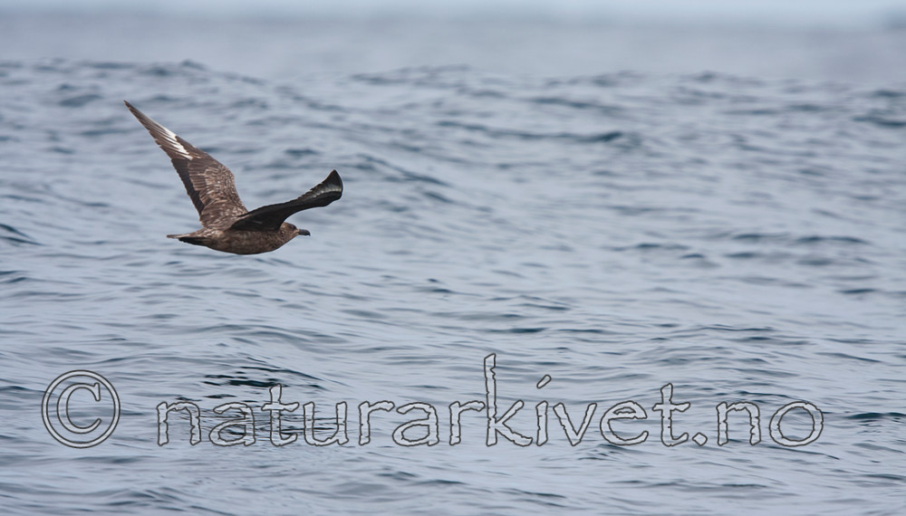 KA_090727_1941 / Stercorarius skua / Storjo