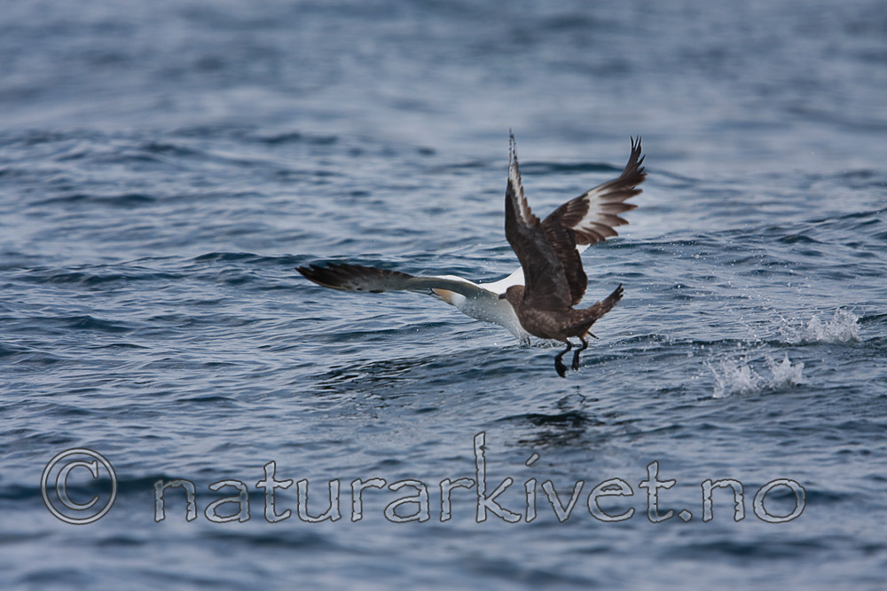 KA_090727_1944 / Morus bassanus / Havsule <br /> Stercorarius skua / Storjo