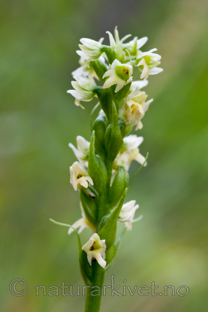 KA_090804_2078 / Pseudorchis straminea / Fjellhvitkurle