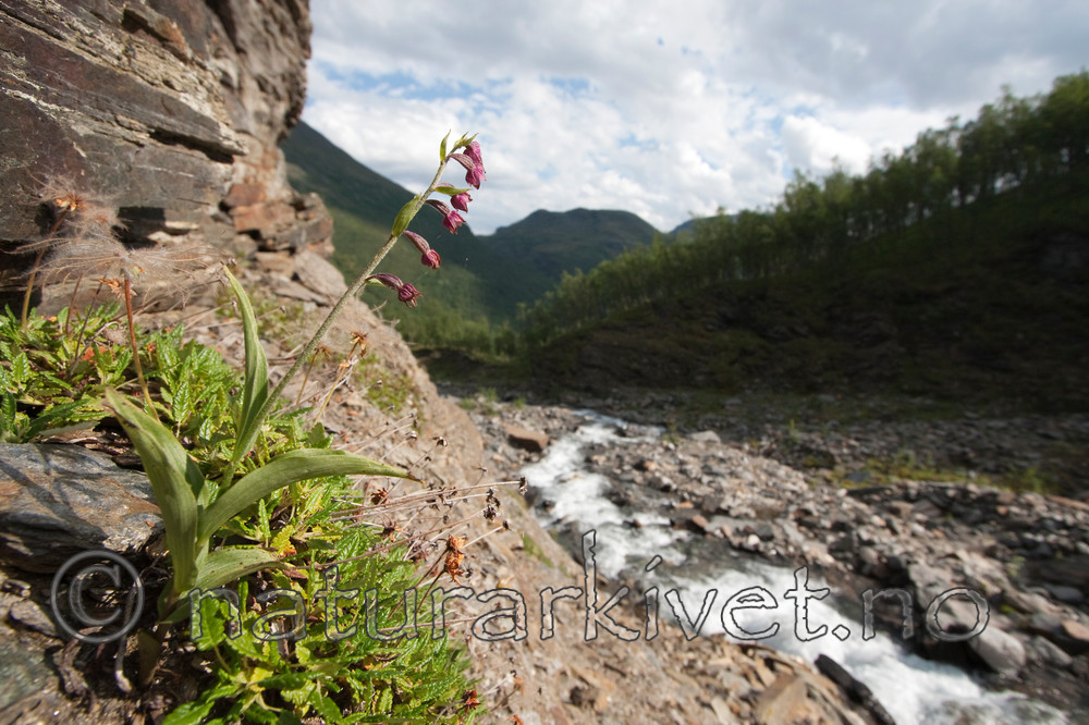 KA_090805_2132 / Epipactis atrorubens / Rødflangre