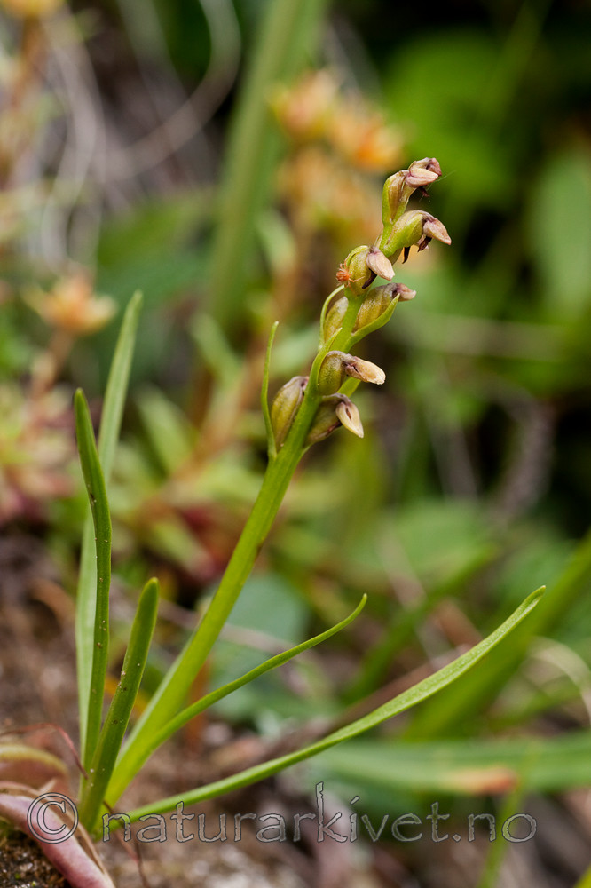 KA_090805_2133 / Chamorchis alpina / Fjellkurle