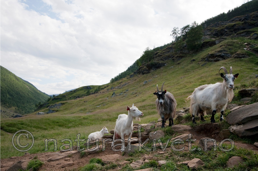 KA_090805_2154 / Capra hircus / Geit