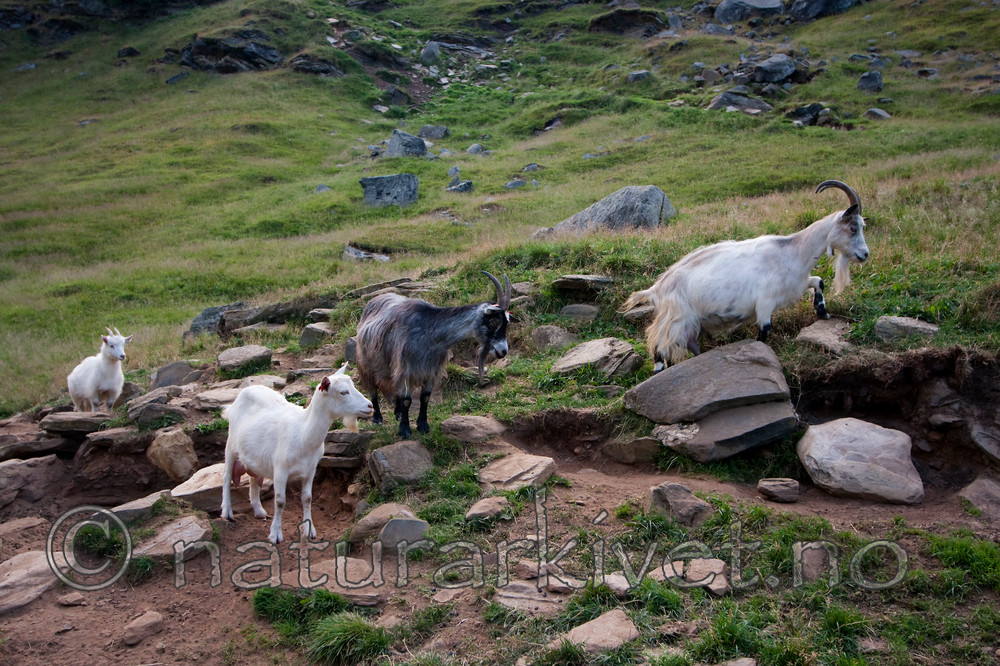 KA_090805_2155 / Capra hircus / Geit