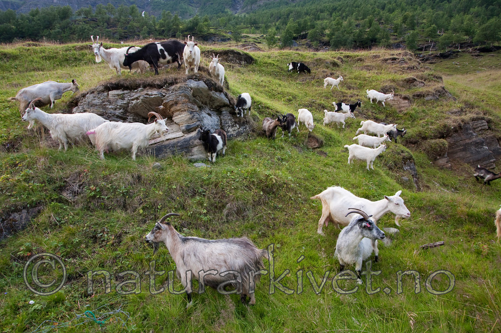 KA_090805_2158 / Capra hircus / Geit