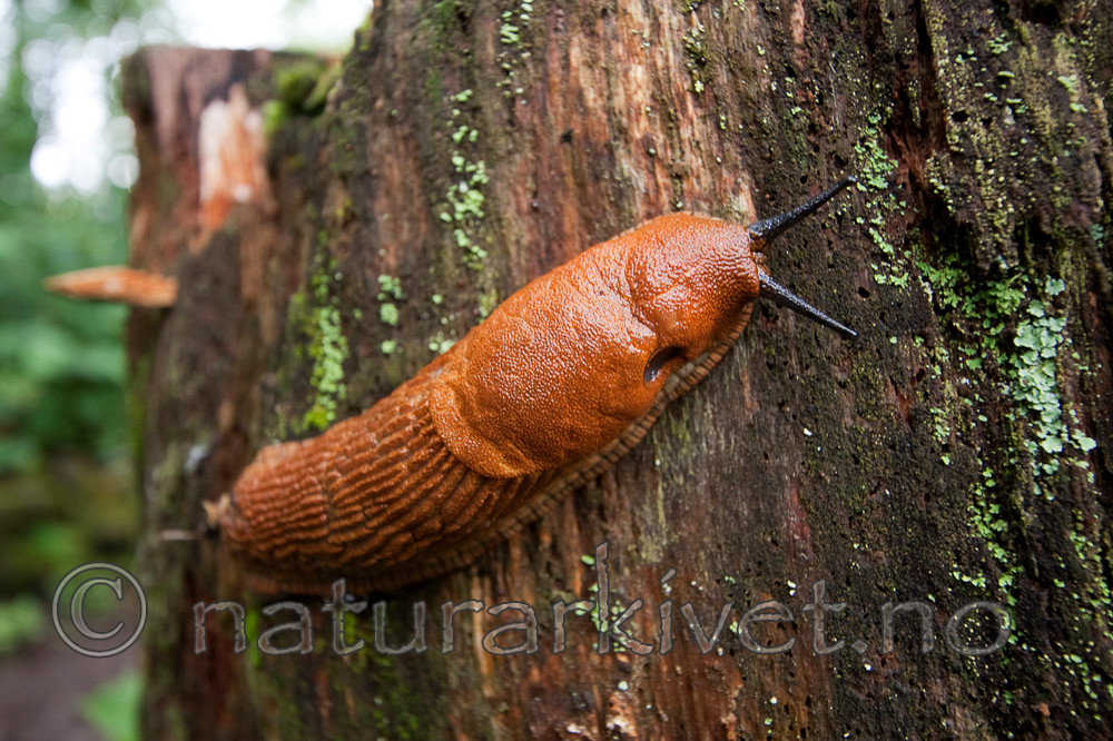 KA_090810_2307 / Arion vulgaris / Brunskogsnegl