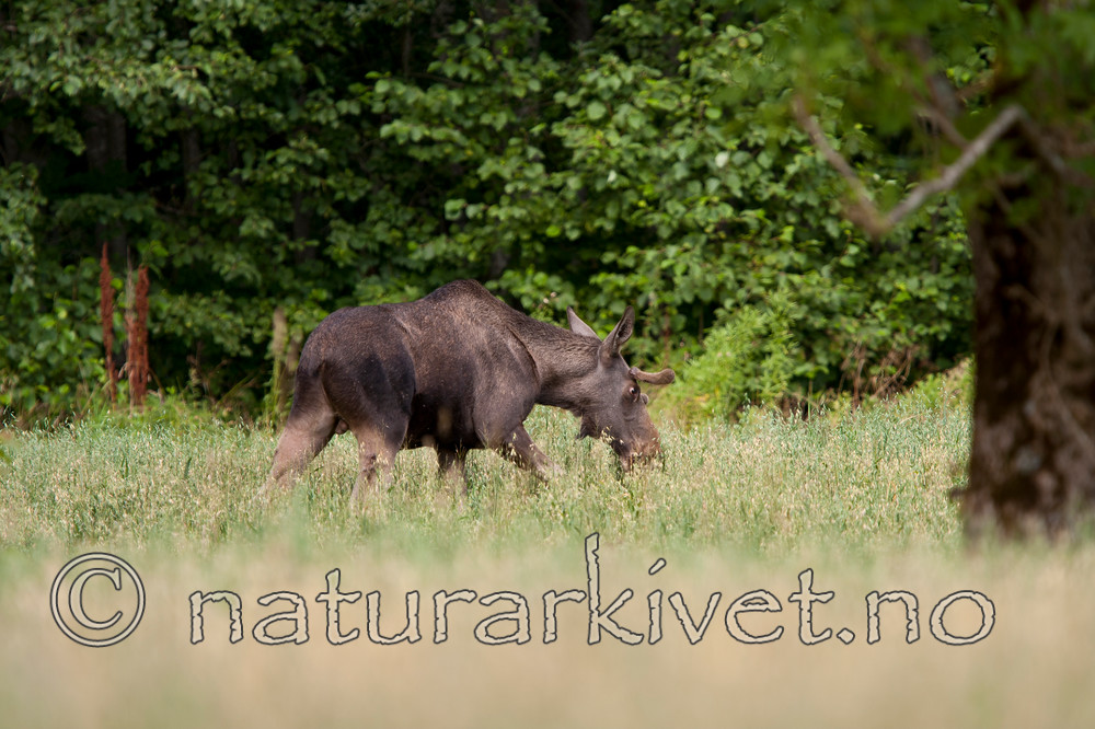 KA_090811_2321 / Alces alces / Elg