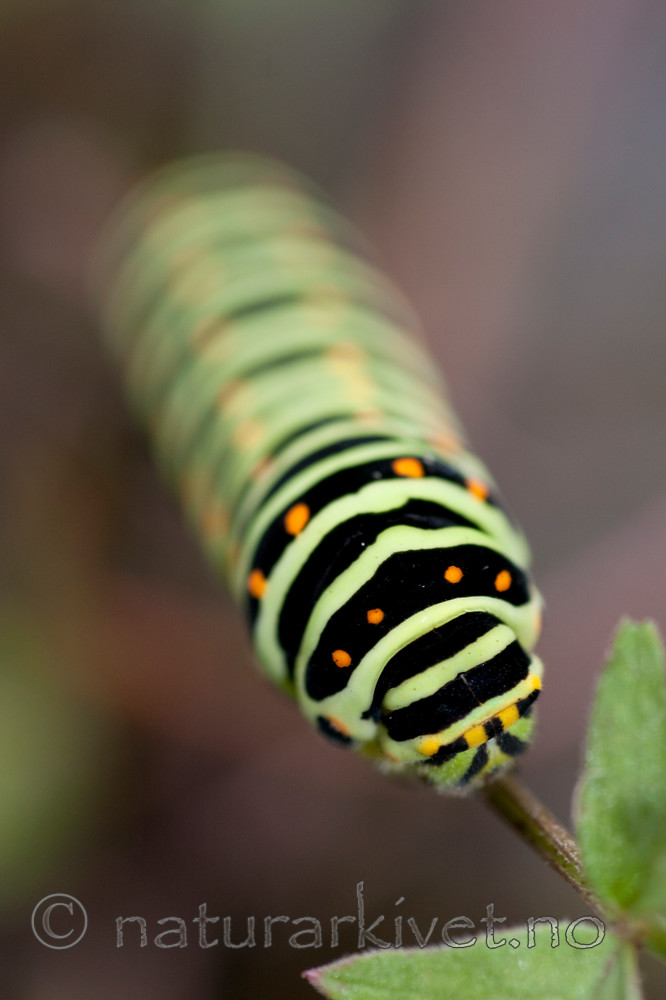 KA_090820_2482 / Papilio machaon / Svalestjert