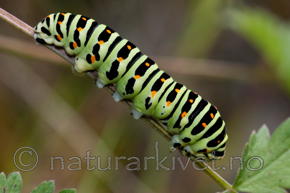 KA_090820_2483 / Papilio machaon / Svalestjert