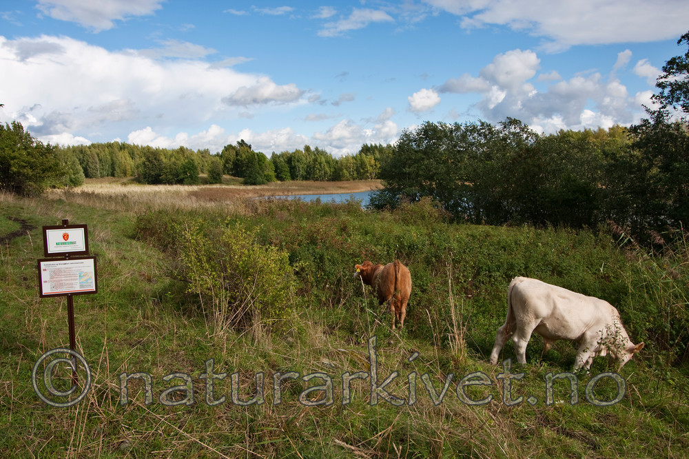 KA_090902_2561 / Bos taurus / Storfe