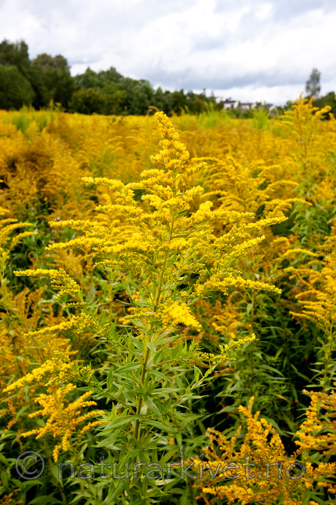 KA_090902_2568 / Solidago canadensis / Kanadagullris