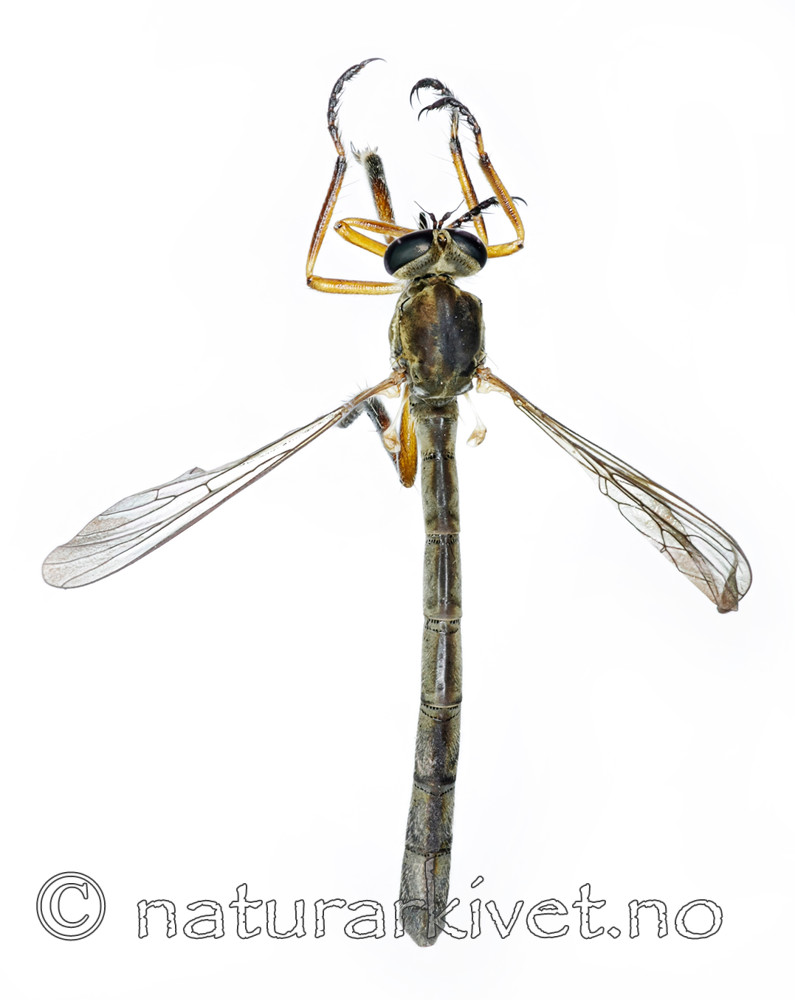KA_090910_cylindrica_female_dorsal / Leptogaster cylindrica / Lang gressrovflue