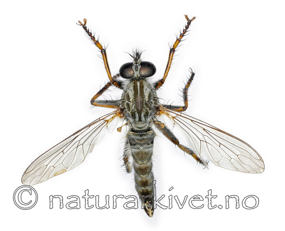 KA_090914_atricapillus_male2_dorsal / Tolmerus atricapillus / Svarthårrovflue