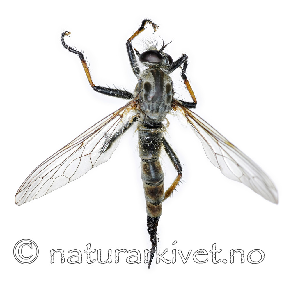 KA_090914_cyanurus_female_dorsal / Neoitamus cyanurus / Svartfotskogrovflue