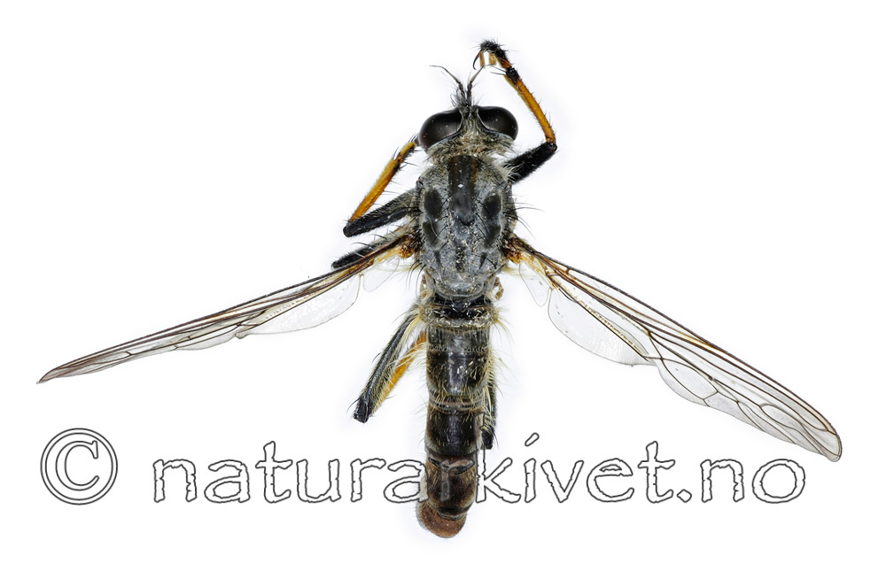 KA_090914_cyanurus_male_dorsal / Neoitamus cyanurus / Svartfotskogrovflue