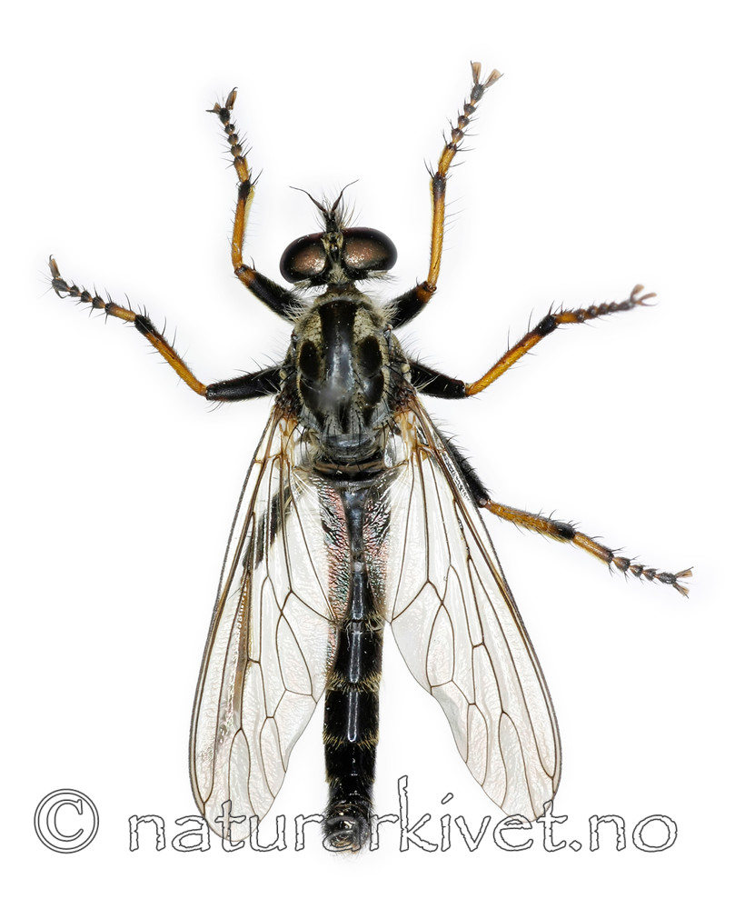 KA_090914_socius_male_dorsal / Neoitamus socius / Gulfotskogrovflue