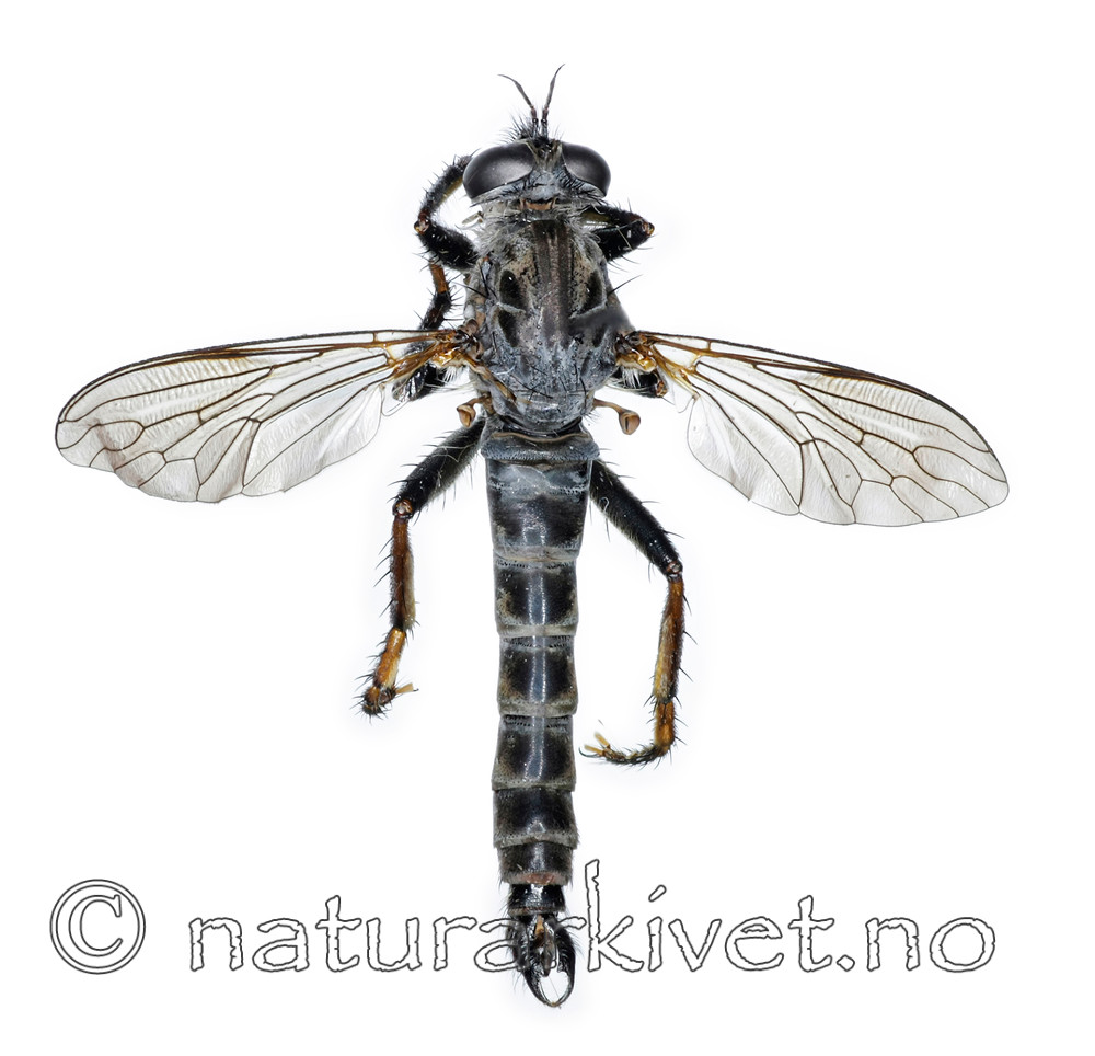 KA_090914_variabilis_male_dorsal / Rhadiurgus variabilis / Dovrerovflue