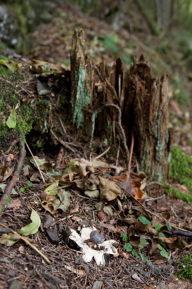 KA_090917_2804 / Geastrum pectinatum / Skaftjordstjerne
