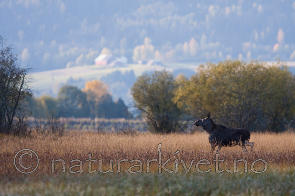 KA_091008_2900 / Alces alces / Elg