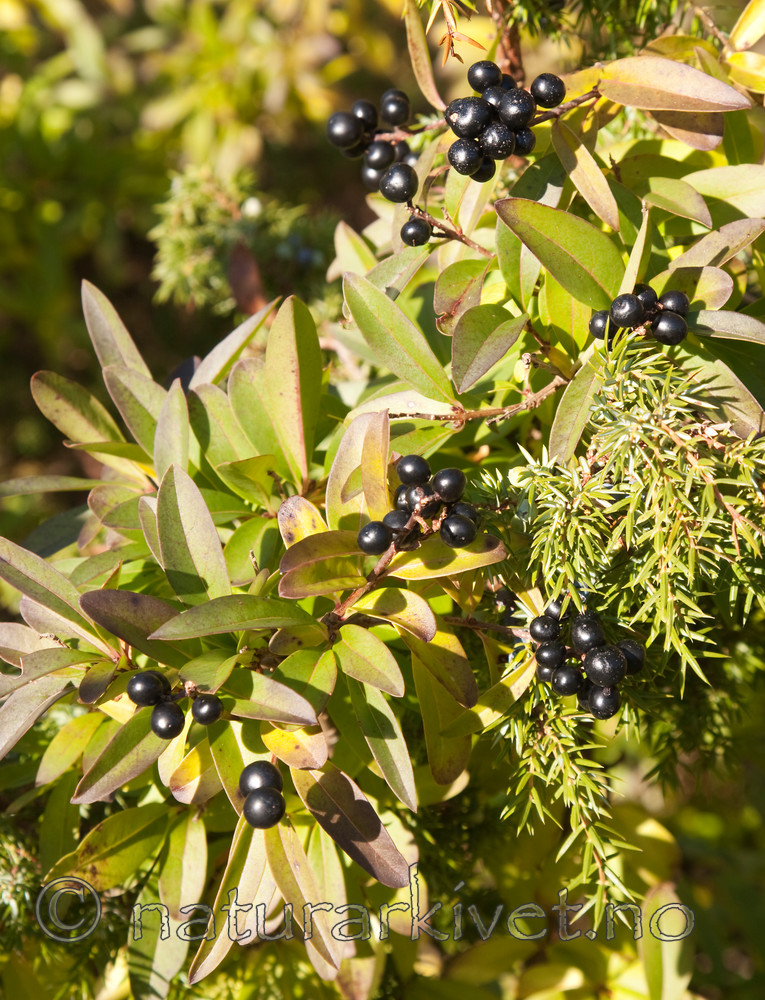 KA_091014_3009 / Ligustrum vulgare / Liguster