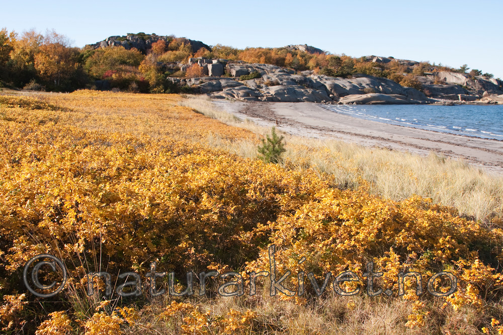KA_091014_3040 / Rosa rugosa / Rynkerose