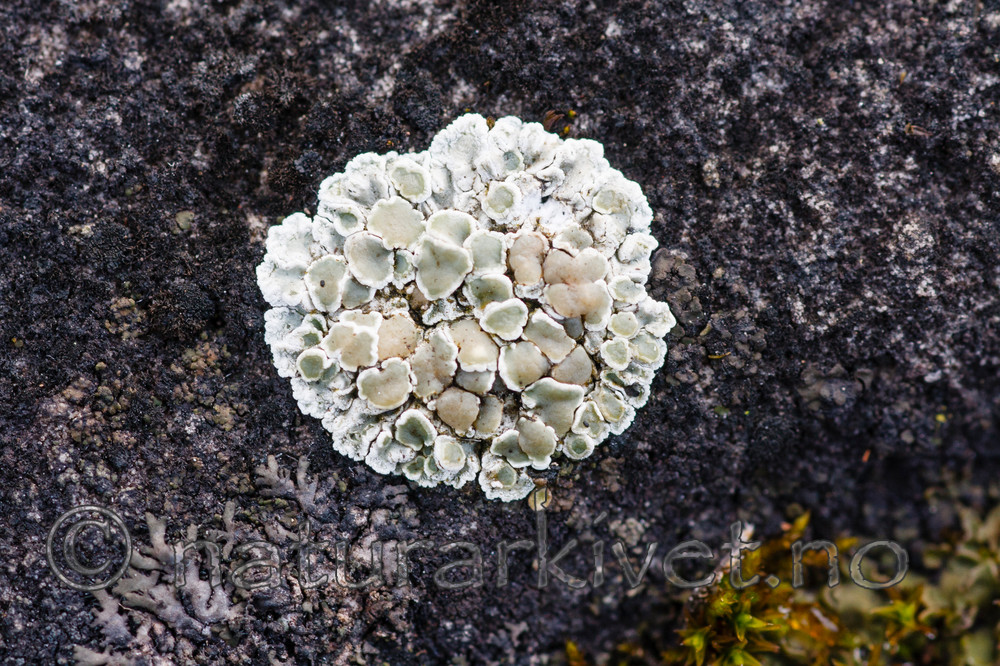 KA_091028_3145 / Squamarina degelii