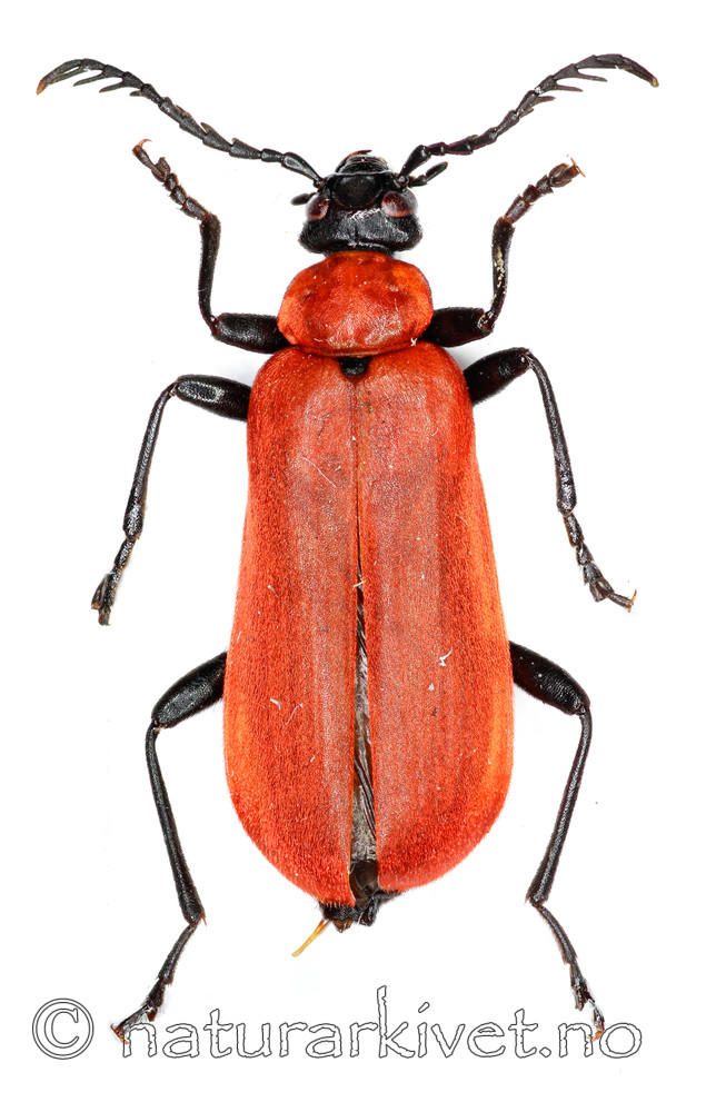 KA_091211_coccinea / Pyrochroa coccinea