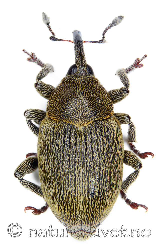 KA_091217_viscariae_dorsal / Sibinia viscariae