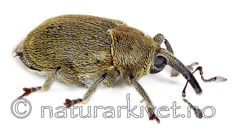 KA_091217_viscariae_lateral / Sibinia viscariae