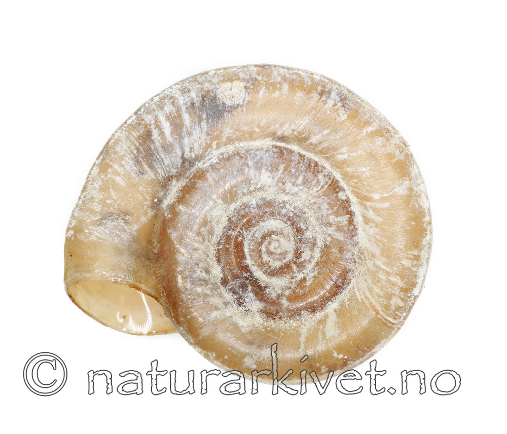 KA_100202_planorbis_under / Planorbis planorbis / Rundskivesnegl