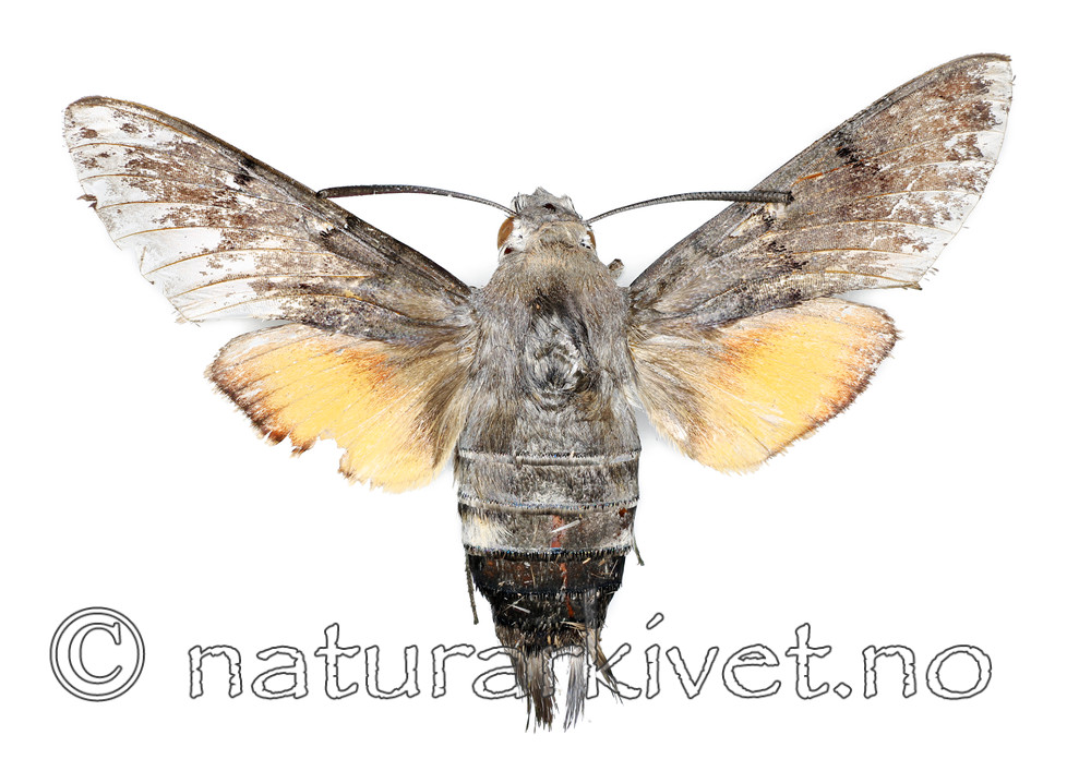 KA_100202_stellarum / Macroglossum stellatarum / Dagsvermer