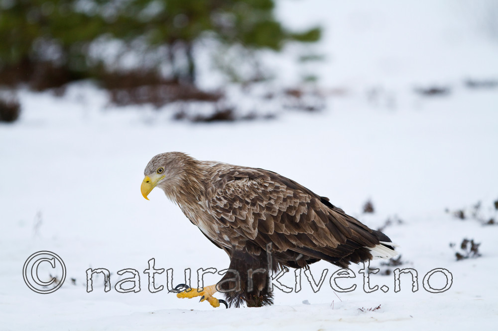KA_100206_0264 / Haliaeetus albicilla / Havørn