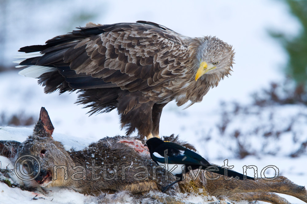 KA_100206_0312 / Capreolus capreolus / Rådyr <br /> Haliaeetus albicilla / Havørn