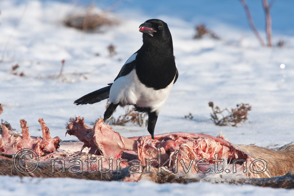 KA_100206_0367 / Capreolus capreolus / Rådyr <br /> Pica pica / Skjære