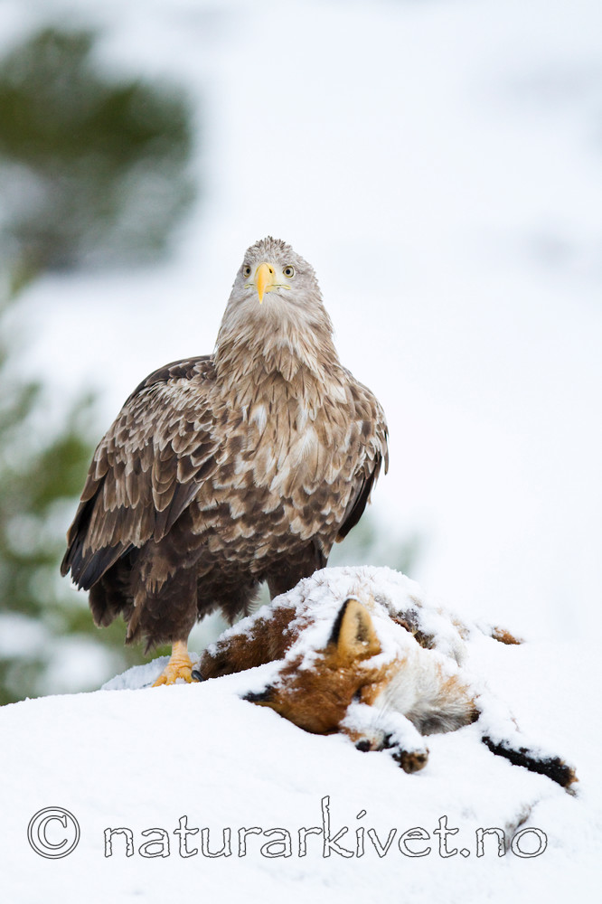 KA_100207_0381 / Haliaeetus albicilla / Havørn <br /> Vulpes vulpes / Rødrev