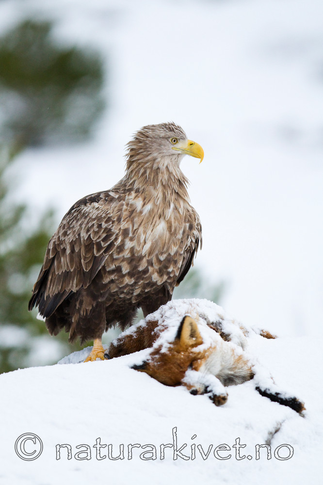 KA_100207_0385 / Haliaeetus albicilla / Havørn <br /> Vulpes vulpes / Rødrev