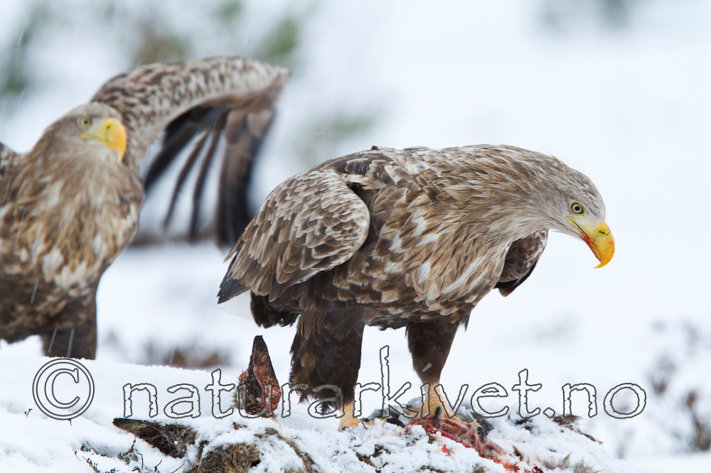 KA_100207_0410 / Capreolus capreolus / Rådyr <br /> Haliaeetus albicilla / Havørn