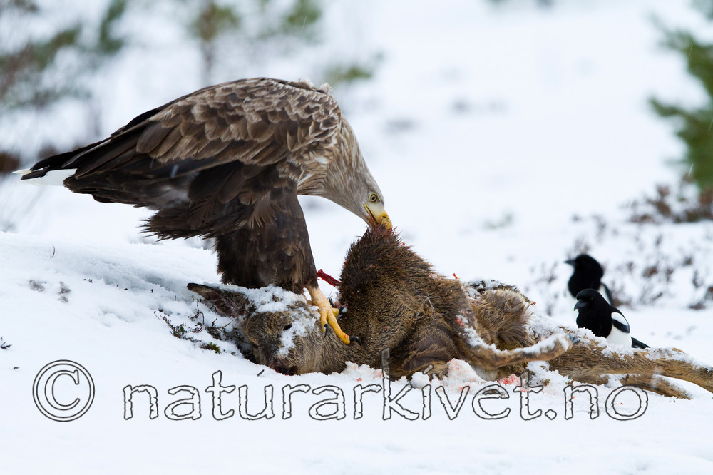 KA_100207_0466 / Capreolus capreolus / Rådyr <br /> Haliaeetus albicilla / Havørn <br /> Pica pica / Skjære