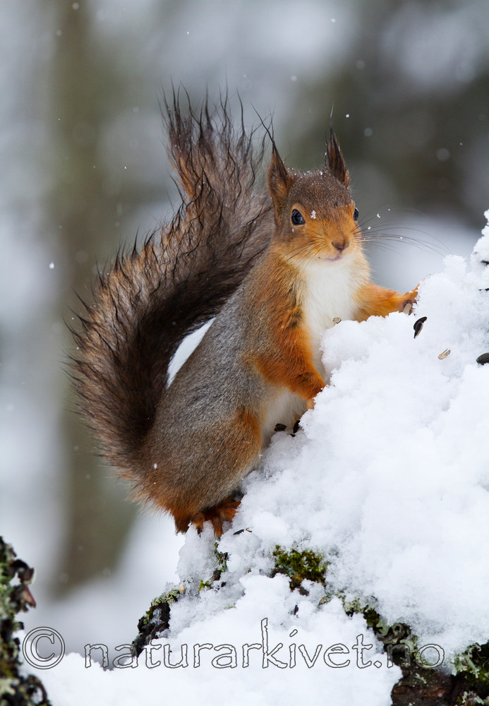 KA_100401_1007 / Sciurus vulgaris / Ekorn