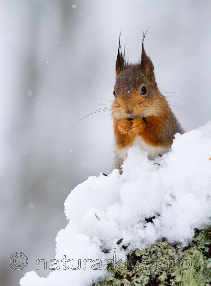 KA_100401_1012 / Sciurus vulgaris / Ekorn