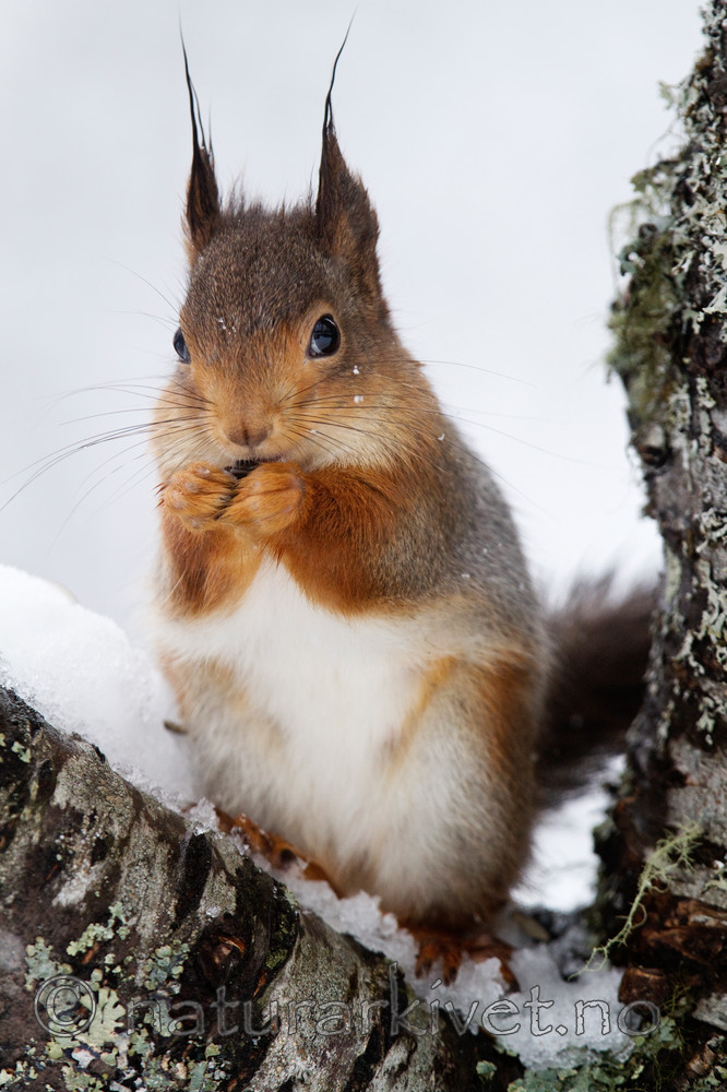 KA_100401_1016 / Sciurus vulgaris / Ekorn