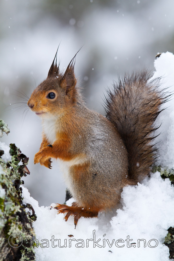 KA_100401_1019 / Sciurus vulgaris / Ekorn