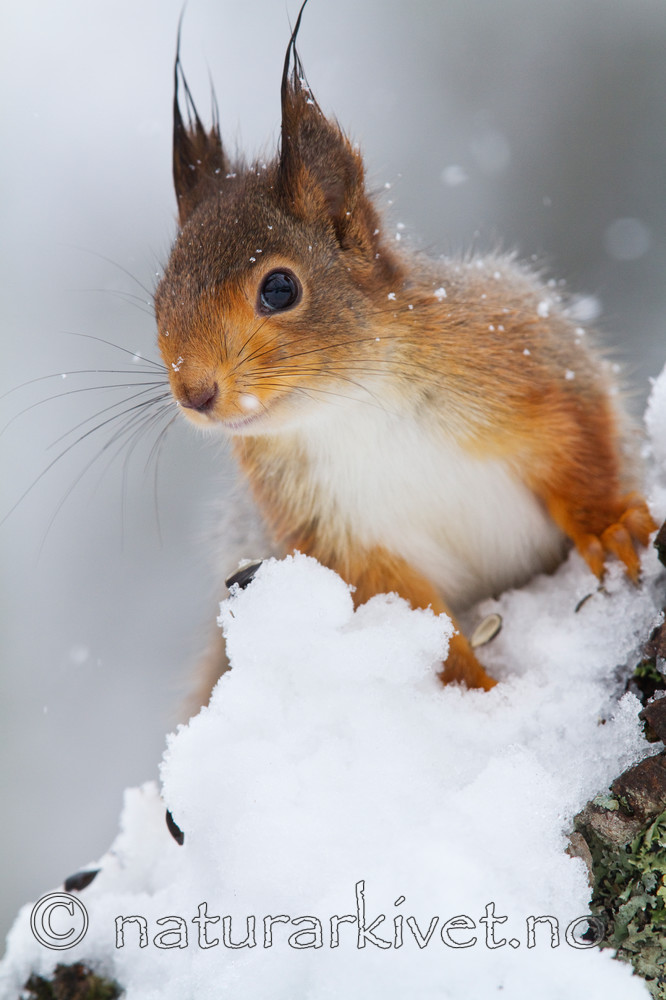 KA_100401_1029 / Sciurus vulgaris / Ekorn