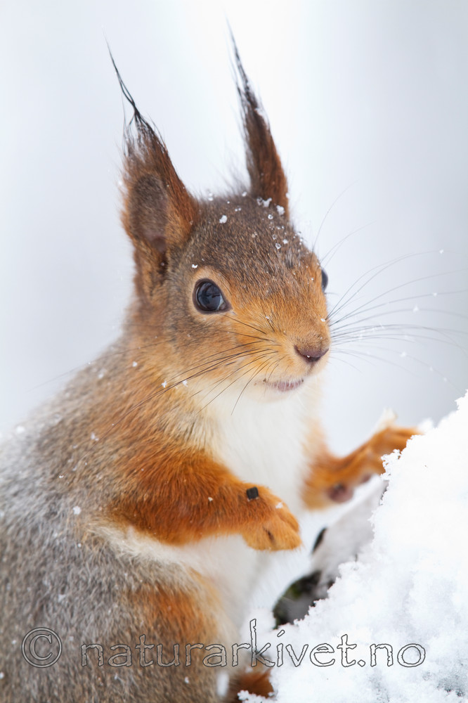 KA_100402_1042 / Sciurus vulgaris / Ekorn