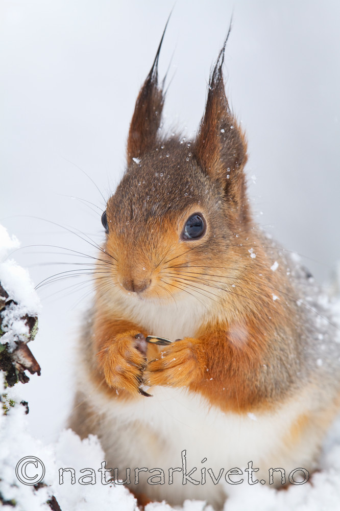 KA_100402_1049 / Sciurus vulgaris / Ekorn