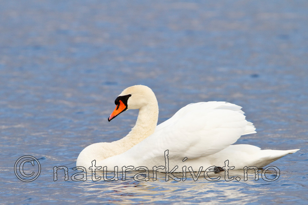 KA_100410_1252 / Cygnus olor / Knoppsvane