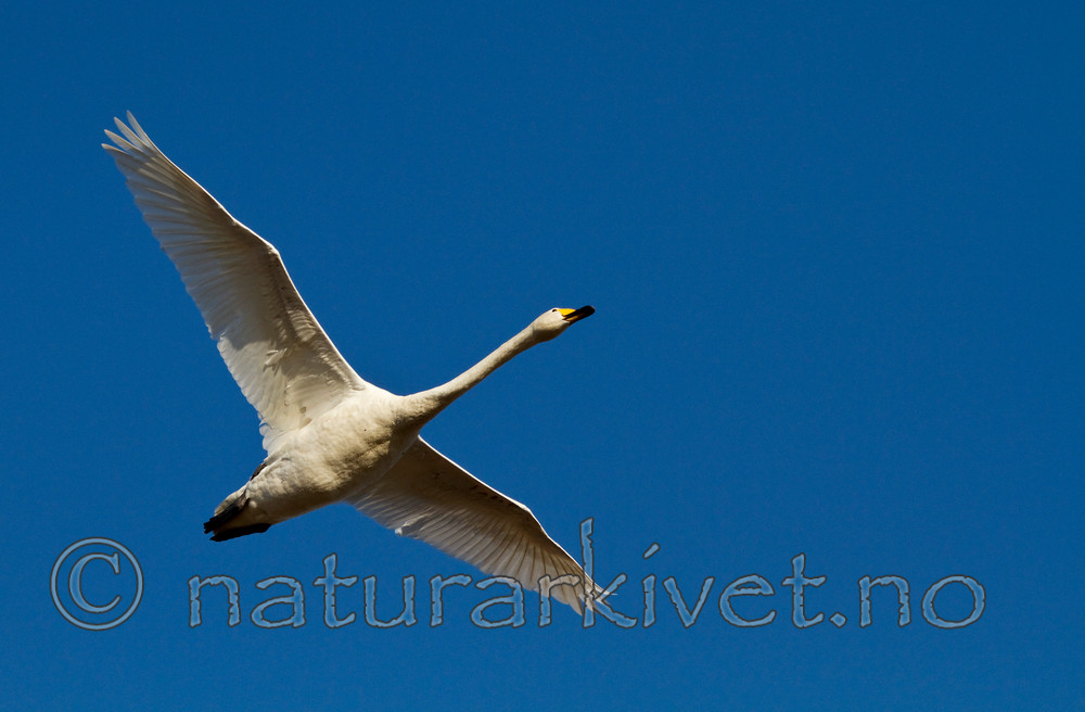 KA_100411_1368 / Cygnus cygnus / Sangsvane
