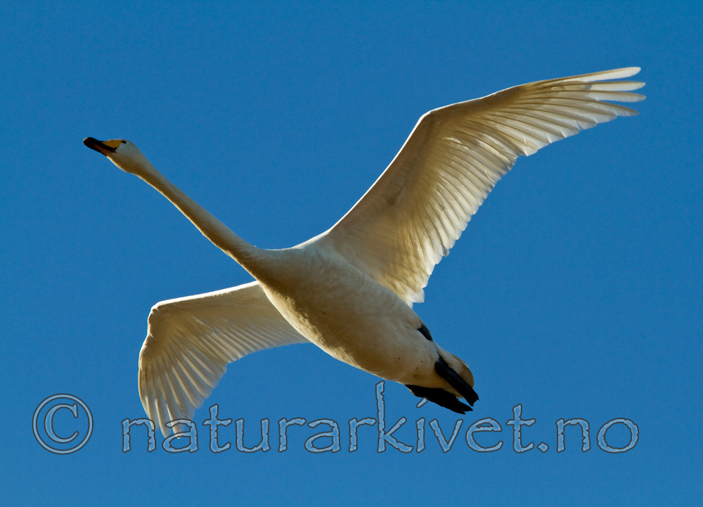 KA_100411_1378 / Cygnus cygnus / Sangsvane