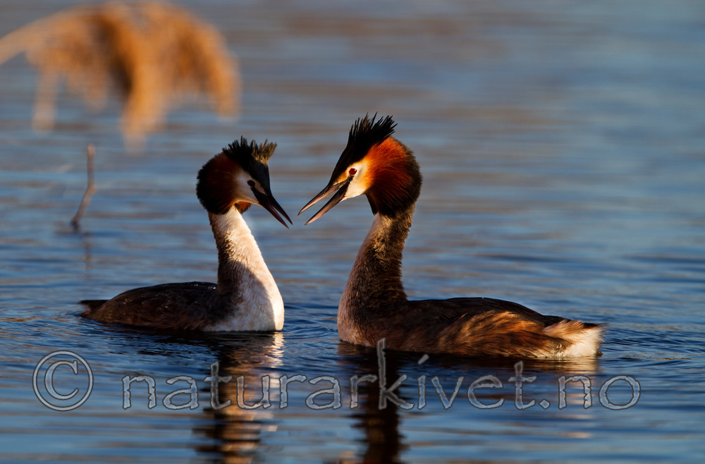 KA_100411_1531 / Podiceps cristatus / Toppdykker