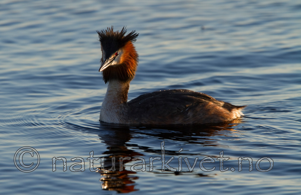 KA_100411_1551 / Podiceps cristatus / Toppdykker
