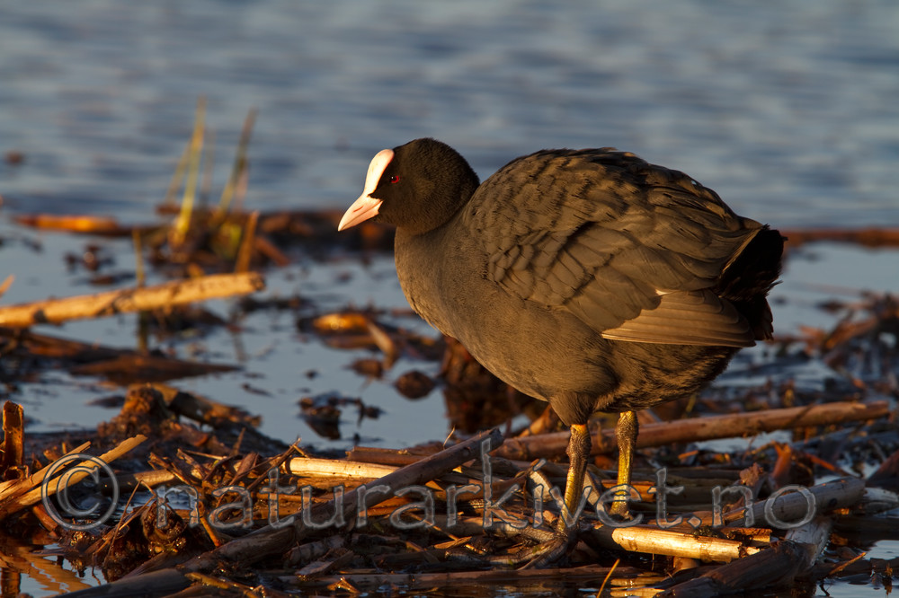 KA_100411_1566 / Fulica atra / Sothøne